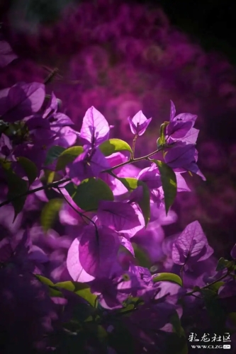 640.webp (7)