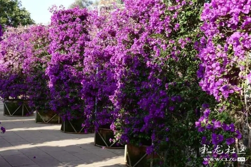 640.webp (9)