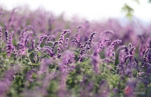 640.webp (6)